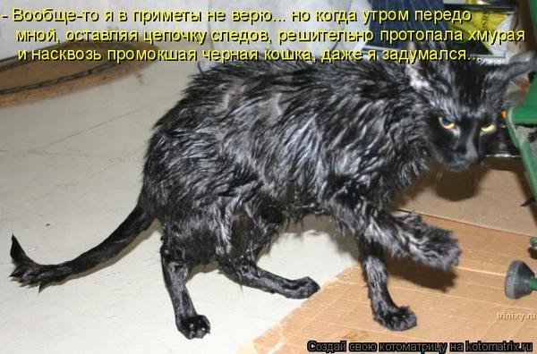 Черный облезлый кот