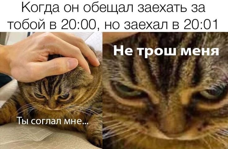 Смешные мемы с котами