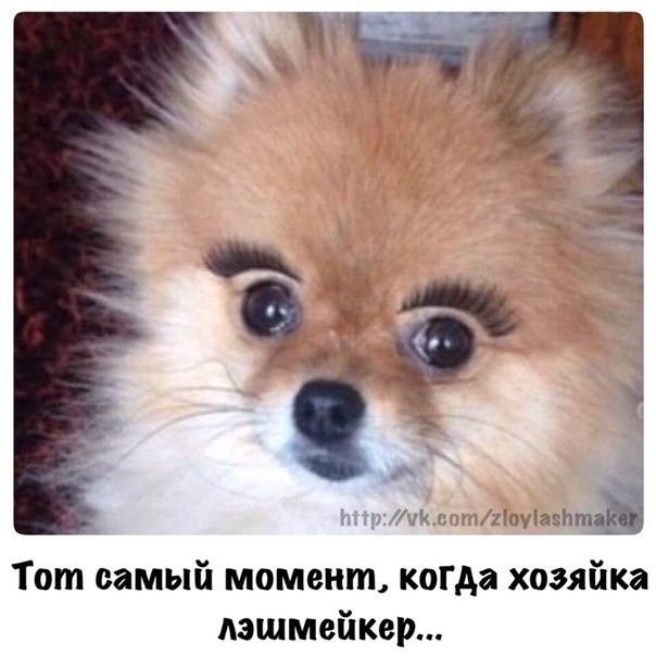 Нарощенные ресницы картинки смешные