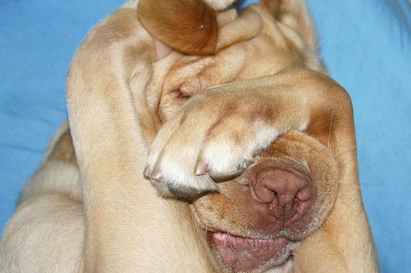 Собака закрывает нос лапой