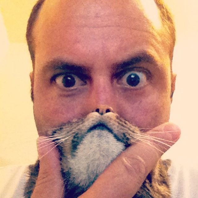 Бородатый котик