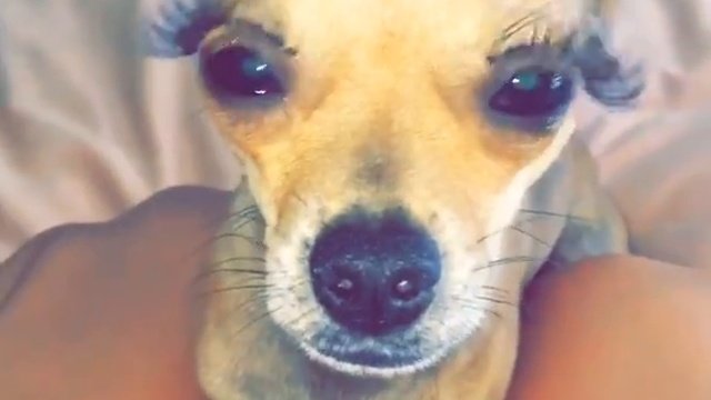 Собака с накладными ресницами