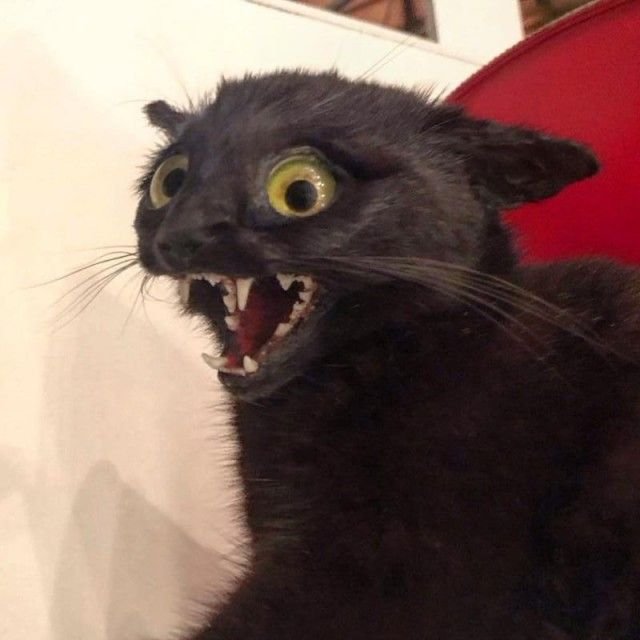 Кот упоролся