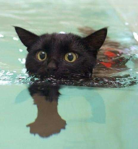 Кошка плавает
