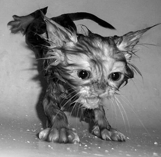 Мокрый котенок