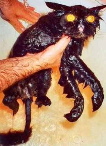 Мокрый облезлый кот