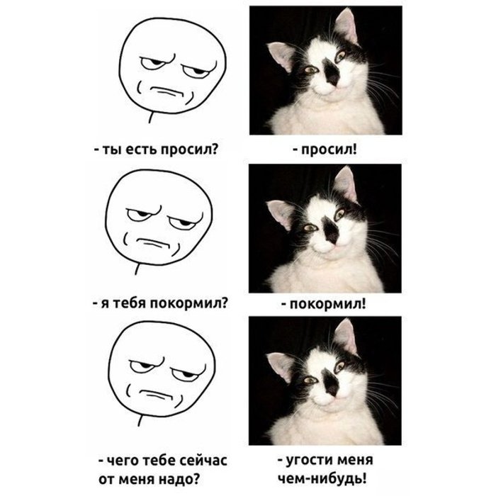 Мемы с котиками с надписями