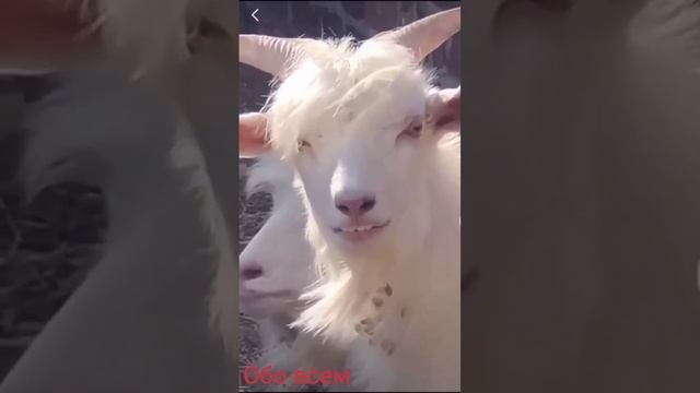 Человек козел