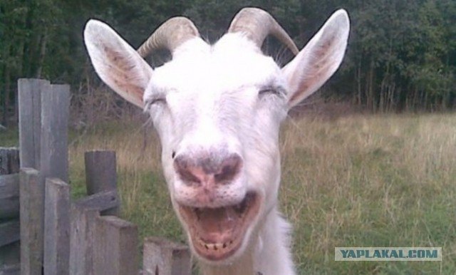 Смешной козлик