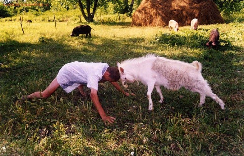Коза бодается