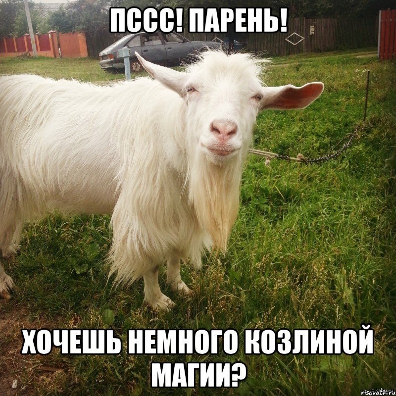 Мемы с козой