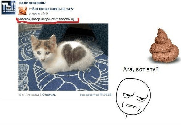 Мемы с котиками