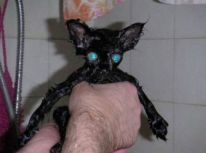 Мокрая кошка