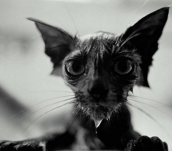 Облезлый кот