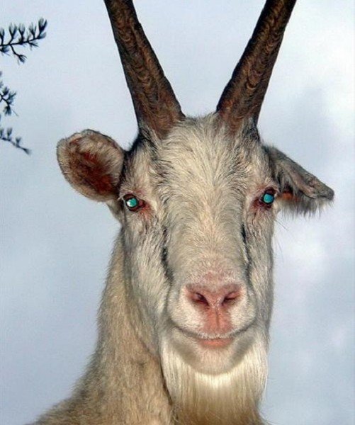 Козёл с бородой