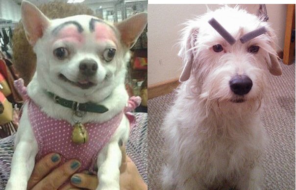 Накрашенная собака