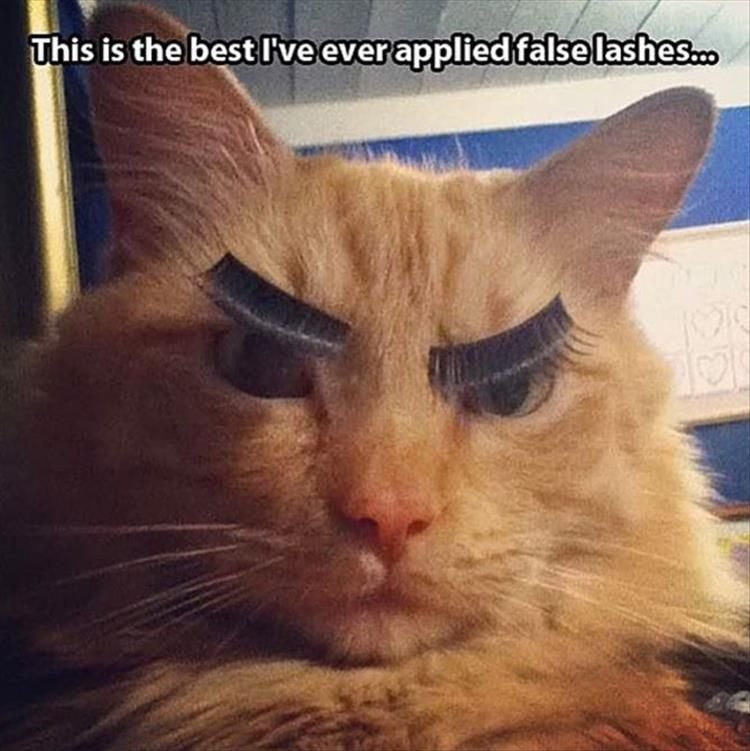 Кот с бровями