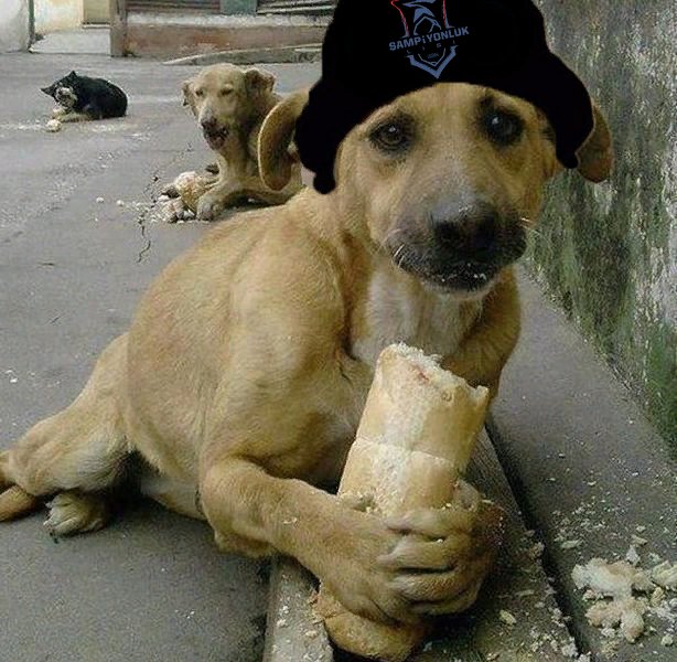 Собака с хлебом в лапах