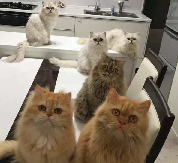 Много котов