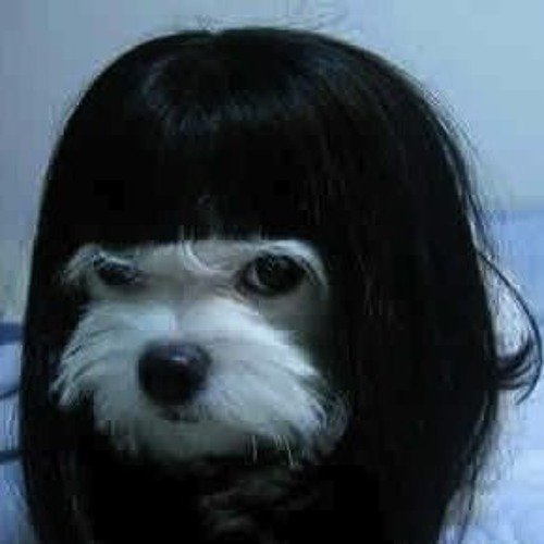 Собака с эмо челкой