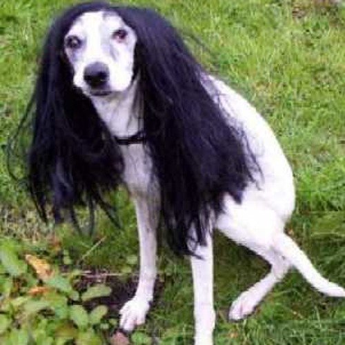 Эмо собака Мем