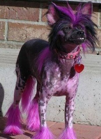 Зеленая собака эмо