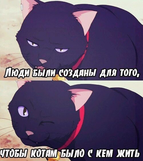 Аниме мемы про котов