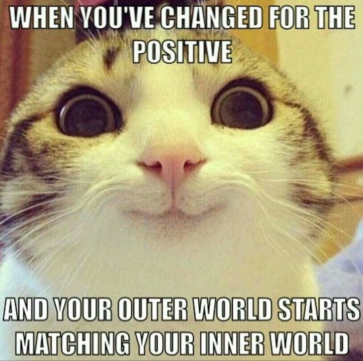 Милый смешной котик