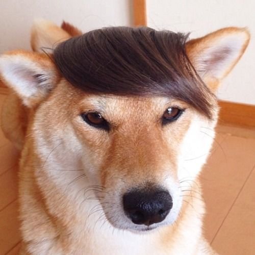 Собакас челой