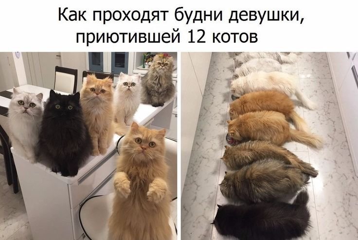 Кот перфекционист