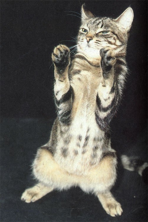 Котенок в боевой стойке