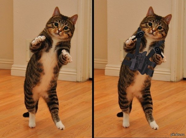 Опасные коты