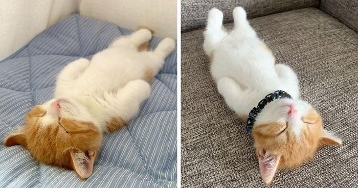 Котенок леджим на спине