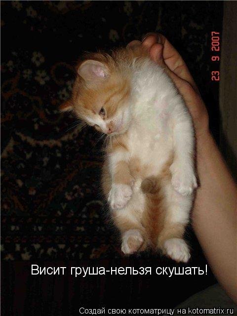 Вист груша нельзя скушать