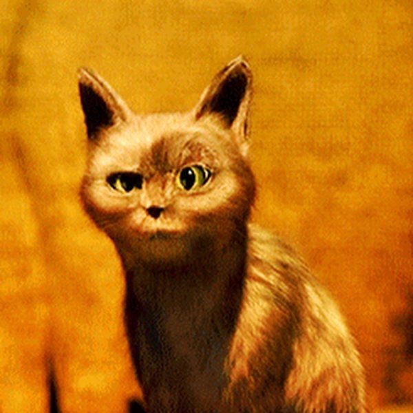 Кот из кота в сапогах