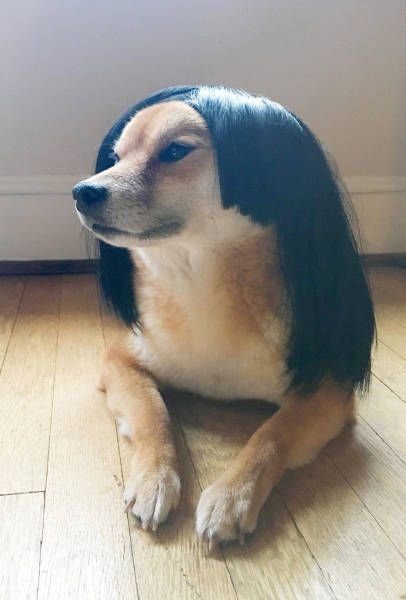 Собака с прической