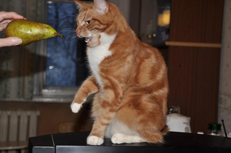 Объелся груш