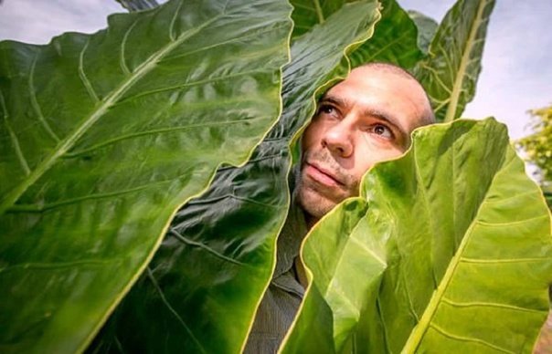 Мужик прячется в кустах