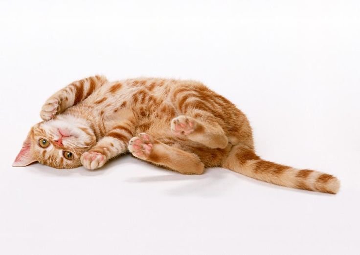 Кошка лежит