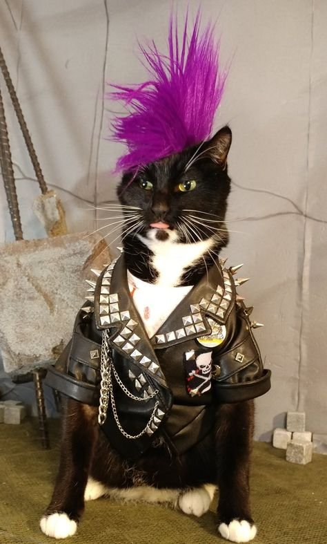 Котенок с ирокезом