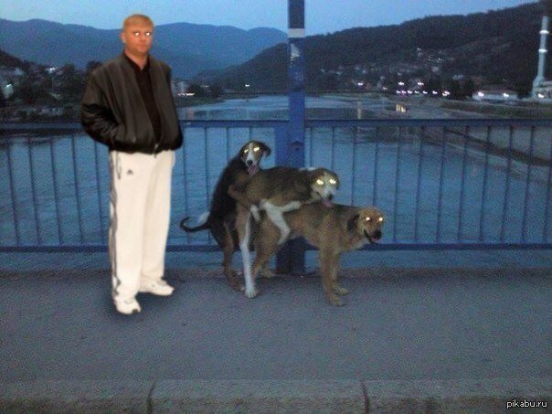 Собака на заднем плане