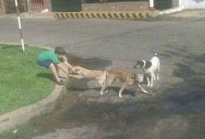 Собаки приклеились друг к другу