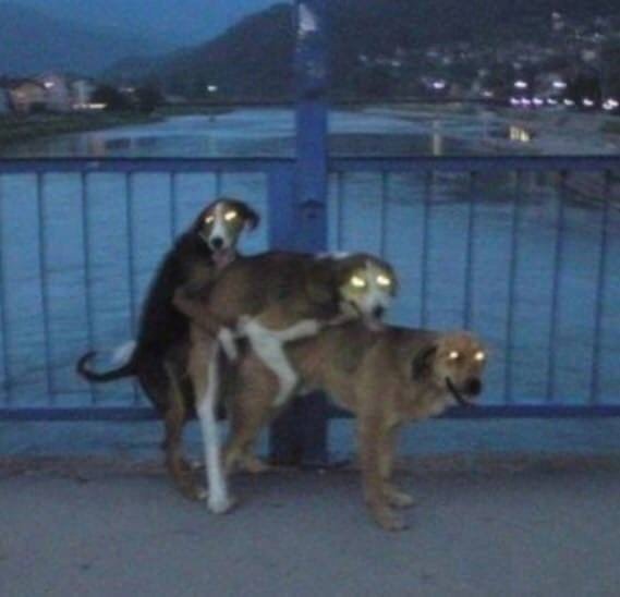 Собаки слиплись