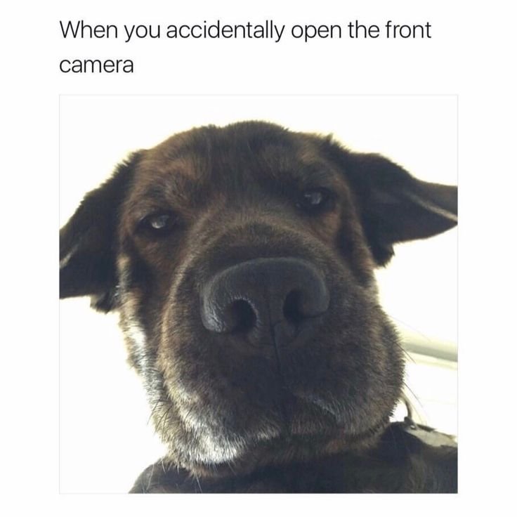 Собака фронтальная камера