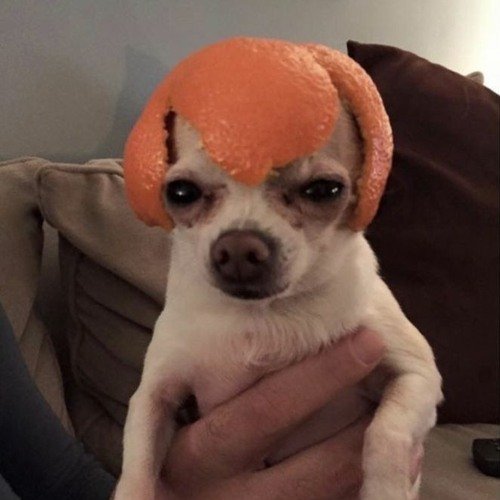 Собака с мандаринами на голове