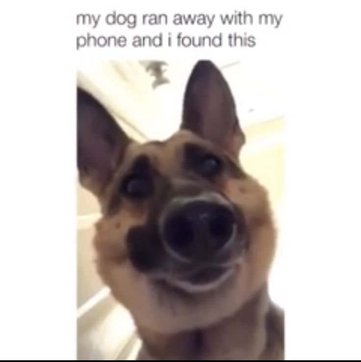 Животные на фронтальной камере