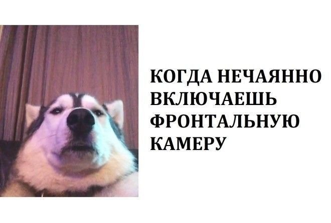 Собака фронтальная камера