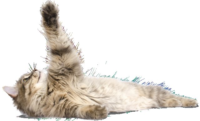 Кот лежит на белом фоне