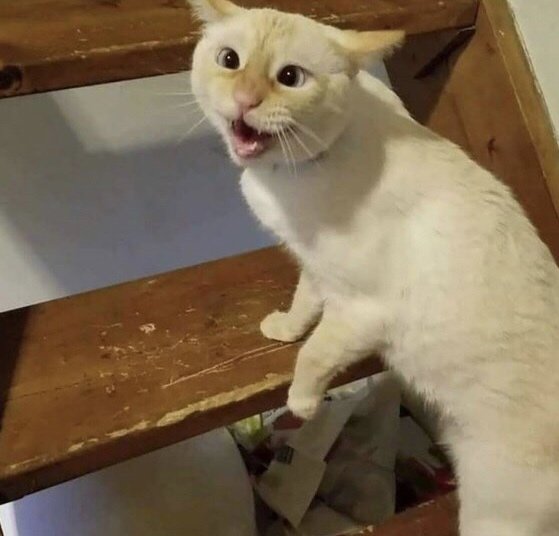 Кашляющий кот