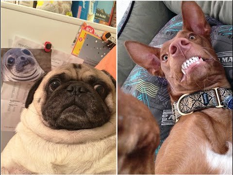 Селфи собак смешное